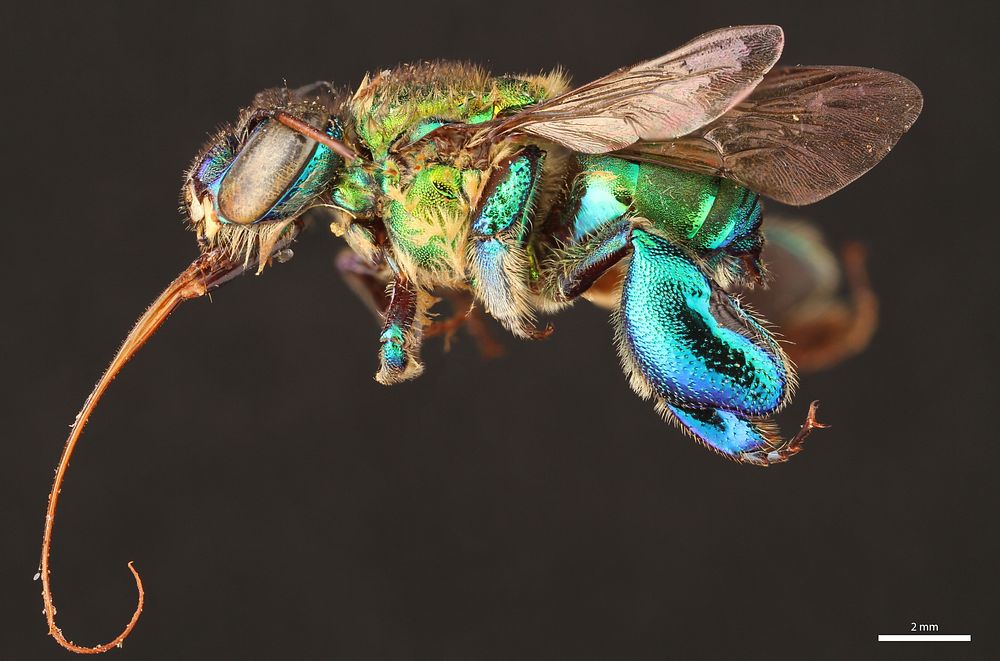 Orchid bee (Apidae, Euglossa championi (Cheesman))CR, Heredia, 5 KM S.E. Pt. ViejoFinca La Selva, 350 ft.L.E. Gilbert.