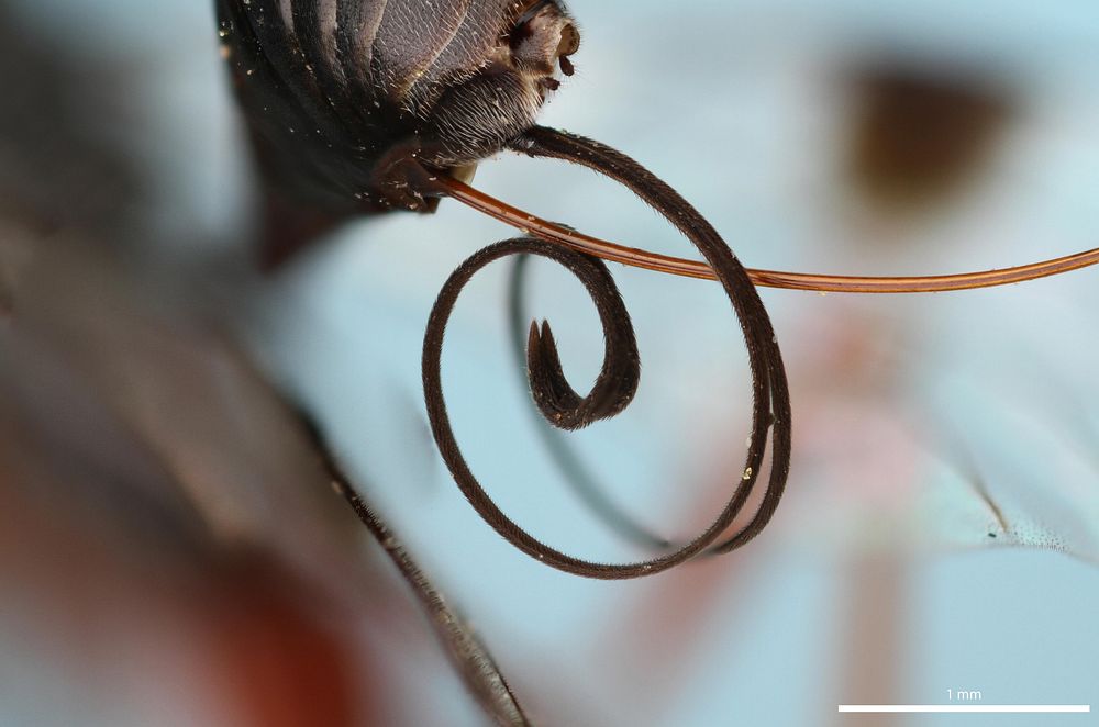 Ovipositor and sheath of Aulacid wasp (Aulacidae, Pristaulacus spp.)USA, TX, Starr Co.Falcon State ParkA.W. Hook, J. Neff…