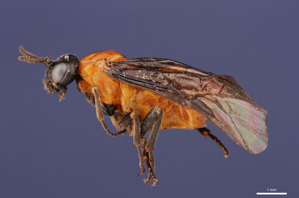 Argid sawfly (Argidae, Sphacophilus apios (Ross))USA, TX, Lamar Co.: PowderlyCamp Maxey Nat&rsquo;l GuardJ.C. Abbott coll.