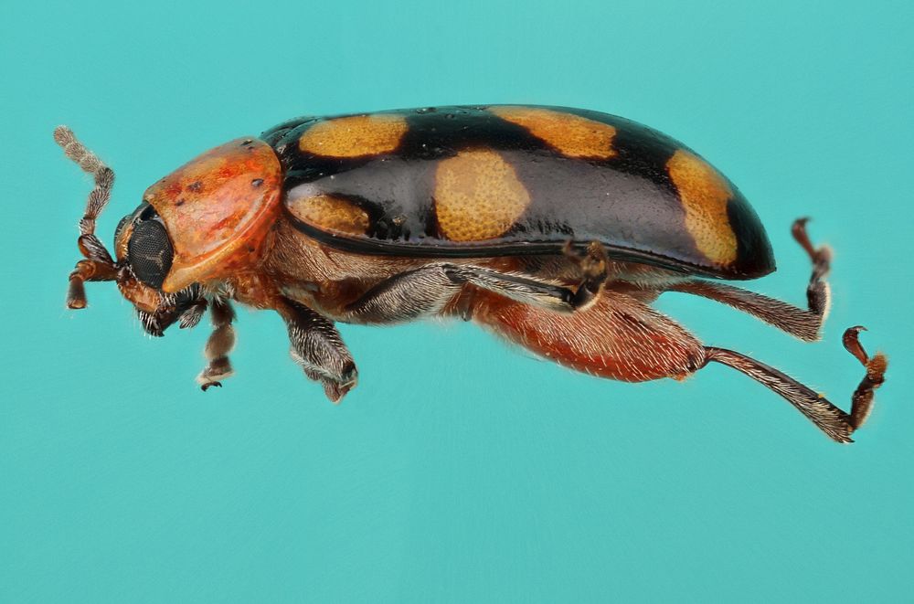 Eight Spotted Flea Beetle (Omophoita cyanipennis)USA, TX, Gillespe Co.Frederickburg, Voigt LakeA. Roberts