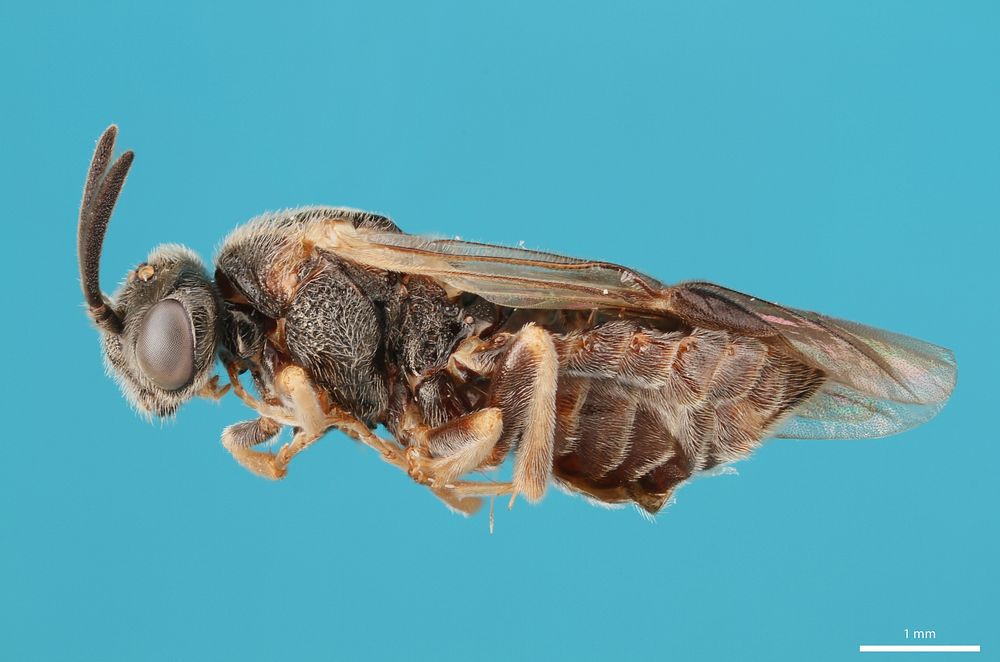 Argid sawfly (Argidae, Sterictiphora serotina (Smith))USA, TX, Hays Co.: Payton 6 km EScott EcolabJ.C. Abbott coll.