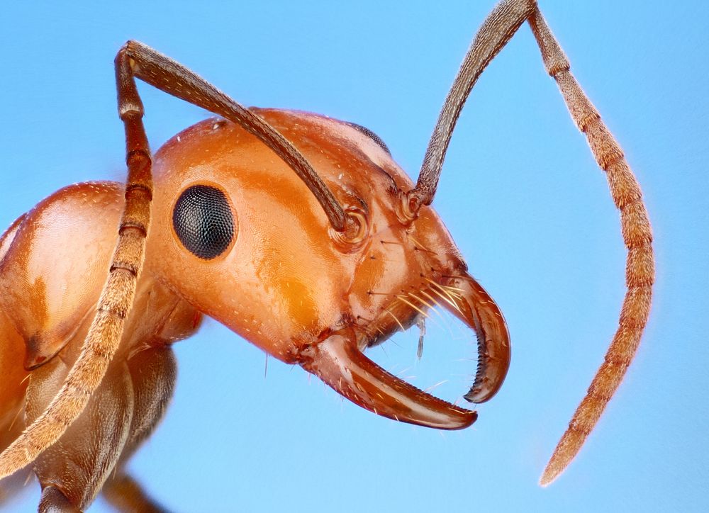 Polyergus montivagusPortrait of the face of a slave-raiding ant.USA IL Champaign Co.:Champaign A.L. Wild; specimen 
