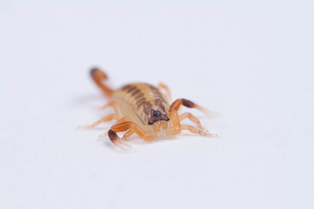 Striped Bark Scorpion (Buthidae, Centruroides vittatus (Say))USA, TX, Travis Co.: Austin A. Schultz coll.