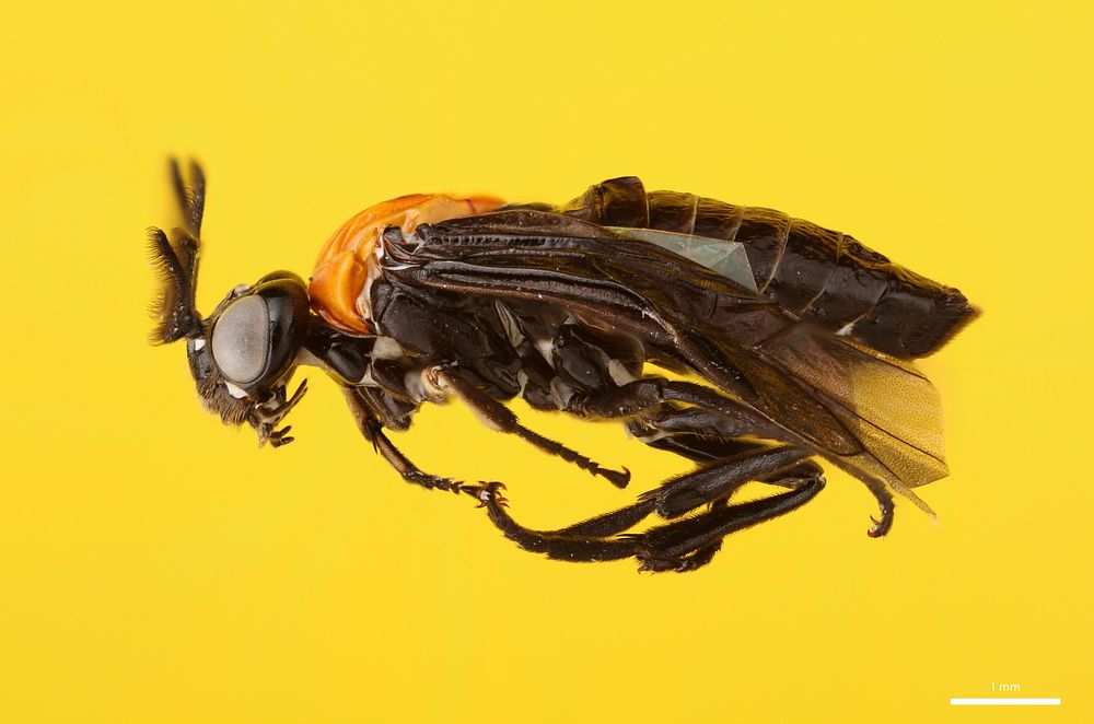 Argid sawfly (Argidae, Neoptilia tora (Smith))USA, TX, Travis Co.: AustinLBJ Wildflower Center J. Marcus coll.Reared from…