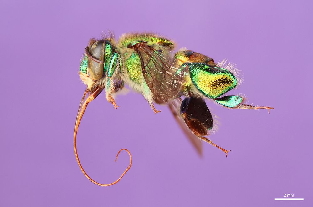 Orchid bee (Apidae, Euglossa dodsoni (Moure))CR, Heredia, 5 KM S.E. Pt. ViejoFinca La Selva, 350 ft.L.E. Gilbert.