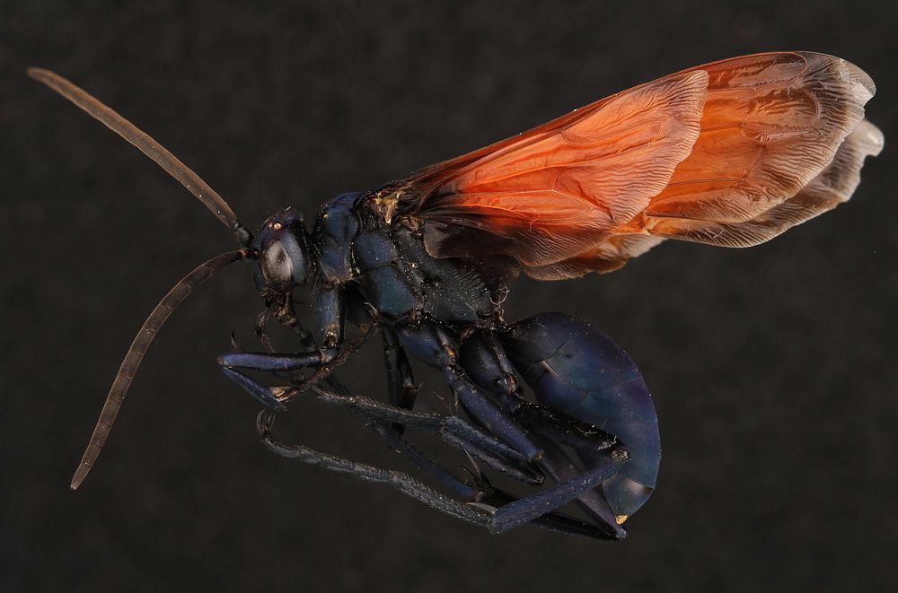 Tarantula Hawk (Pompilidae, Pepsis sp.)USA, Free Photo rawpixel