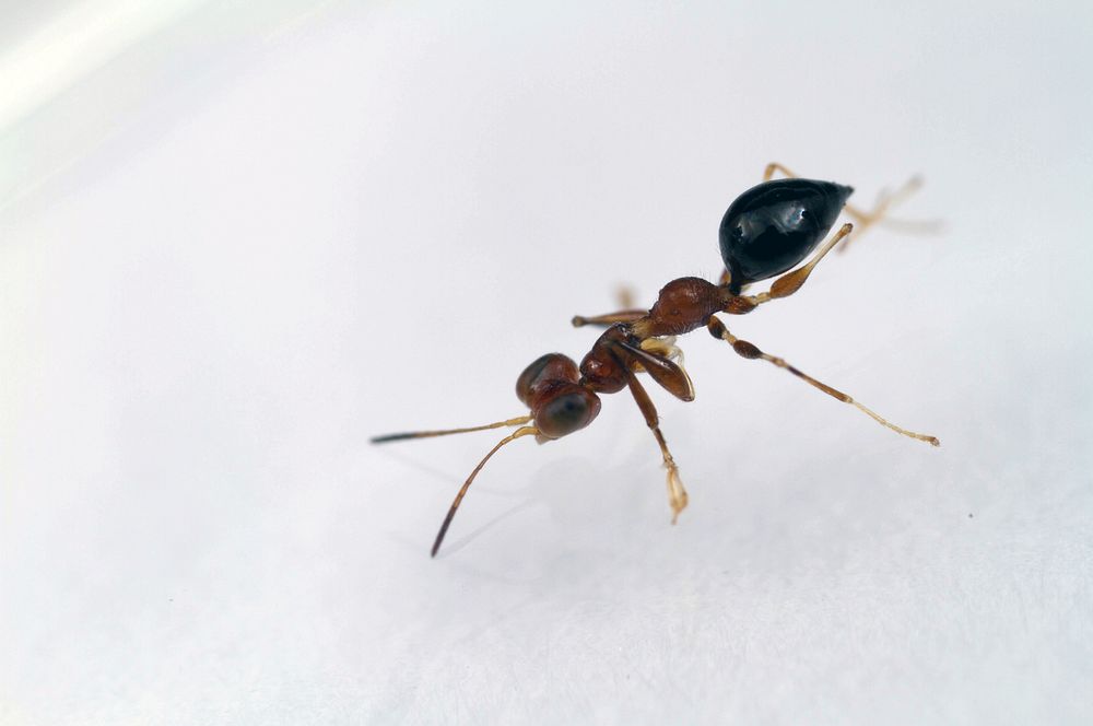Dryinid wasp (Dryinidae)USA, TX, Travis Co.: AustinBrackenridge Field LaboratoryR. Deans coll.