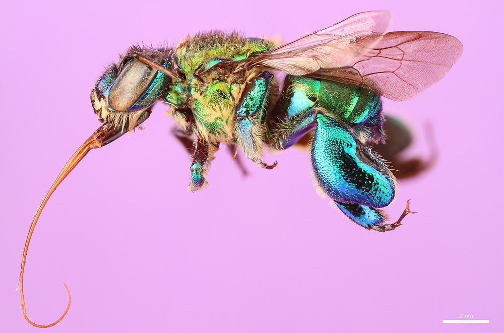 Orchid bee (Apidae, Euglossa championi (Cheesman))CR, Heredia, 5 KM S.E. Pt. ViejoFinca La Selva, 350 ft.L.E. Gilbert.