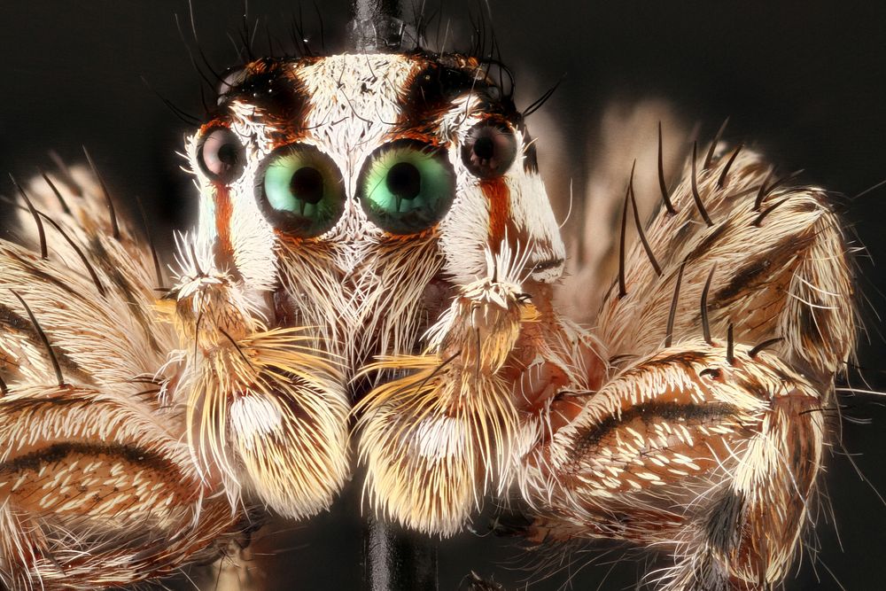 Pantropical Jumping Spider (Plexippus playkulli). Original public domain image from Flickr