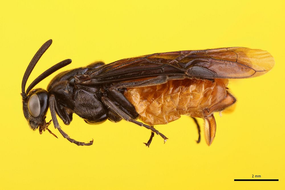 Argid sawfly (Argidae, Arge abdominalis (Leach))USA, TX, Bastrop Co.: BastropCamp Swift National GuardJ. C. Abbott coll. 
