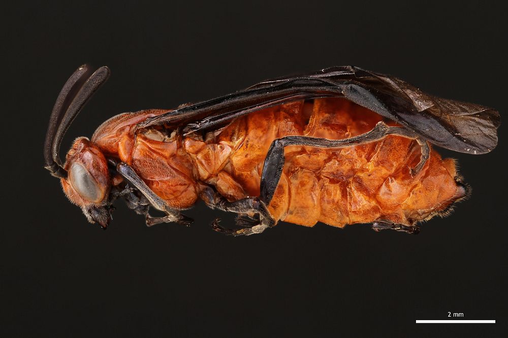 Argid sawfly (Argidae, Arge coccinea (Fabricius))USA, TX, Travis Co.: AustinArgent & Sable Ecolab, Colorado RiverJ. C.…