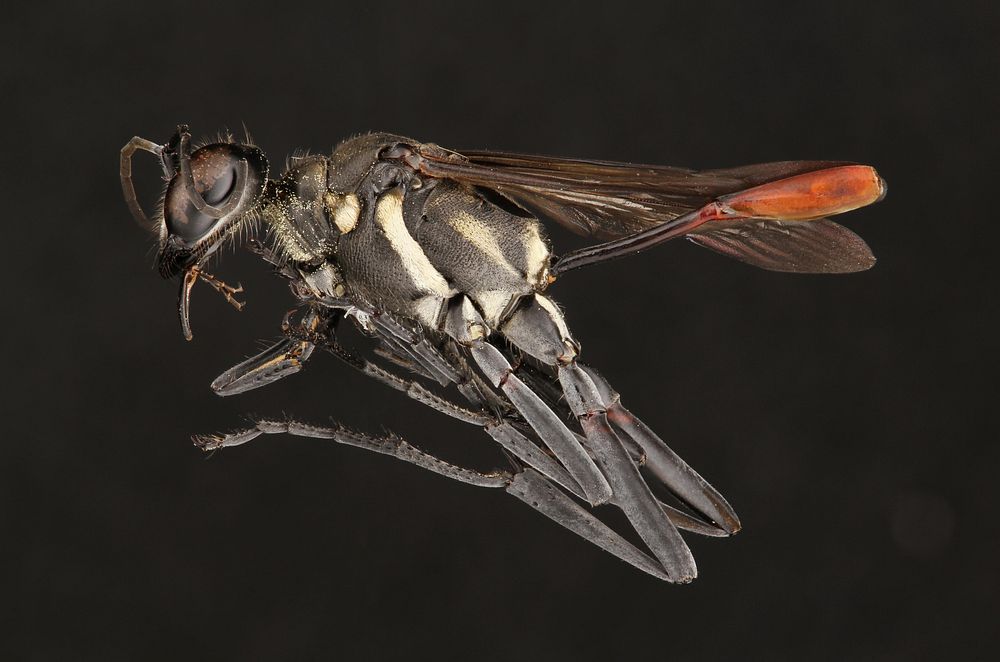 Thread-waisted wasp (Sphecidae, Ammophila cleopatra (Menke))USA, TX, Travis Co.: AustinHornsby Bend Bird ObservatoryChimney…