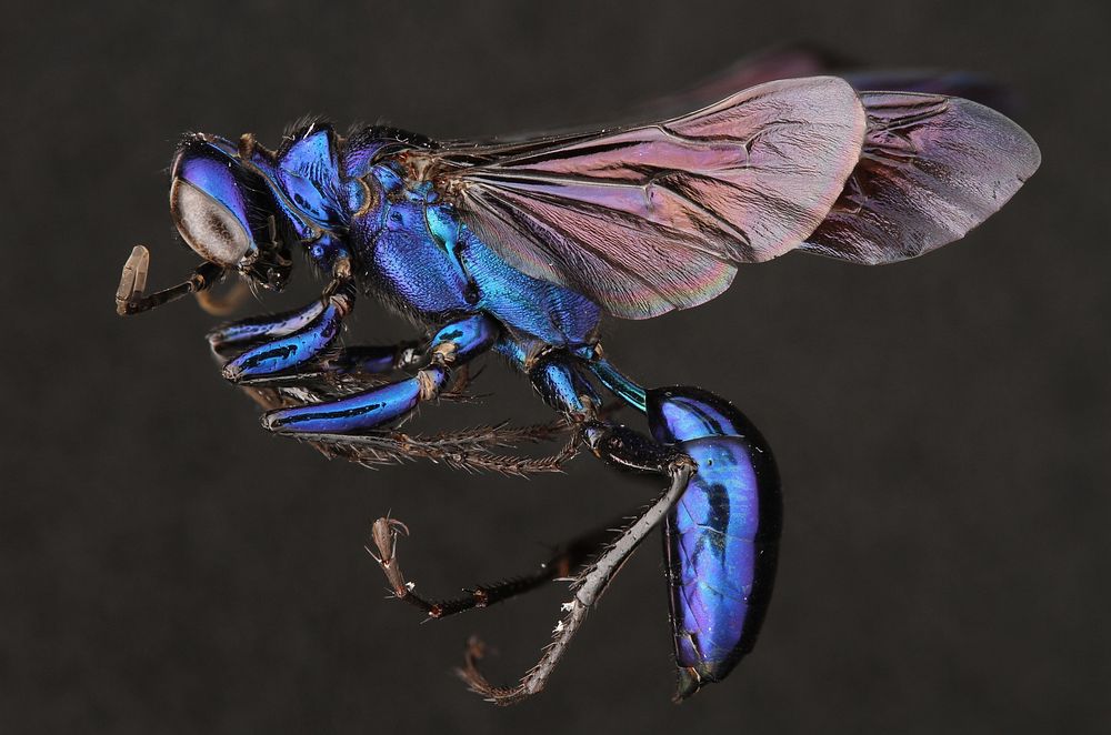 Steel-blue Cricket Hunter (Sphecidae, Chlorion aerarium (Patton))USA, TX, Travis Co.: AustinBrackenridge Field…