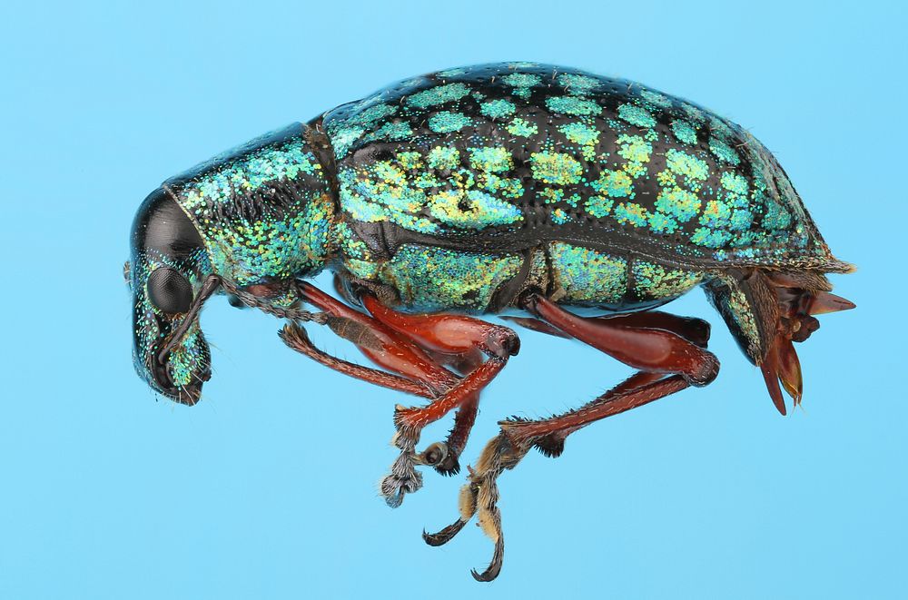 Weevil from Costa Rica, CartagoRefugio Nacional De FaunaSilvestre Tapanti  D. Petr.