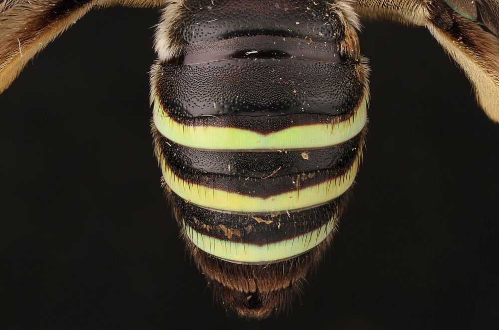 Abdomen of Norton&rsquo;s Nomia (Halictidae, Nomia nortoni (Cresson))USA, TX, Travis Co.: AustinBrackenridge Field…