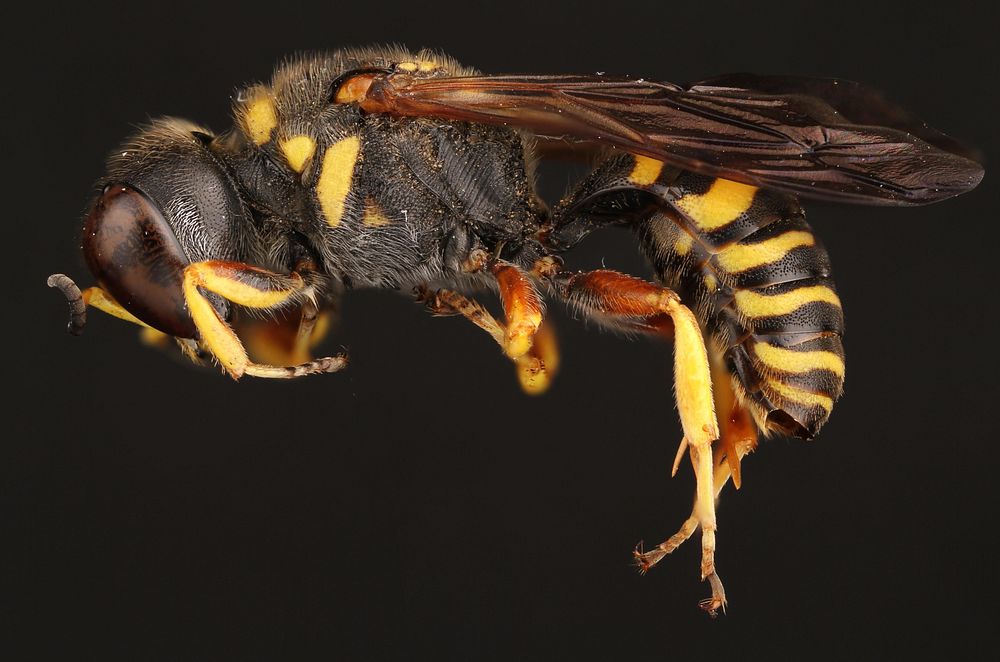 Square-headed wasp (Crabronidae, Ectemnius sp.)USA, TX, Blanco Co.: Johnson City17K E Johnson CityRoad side, oak-juniper…