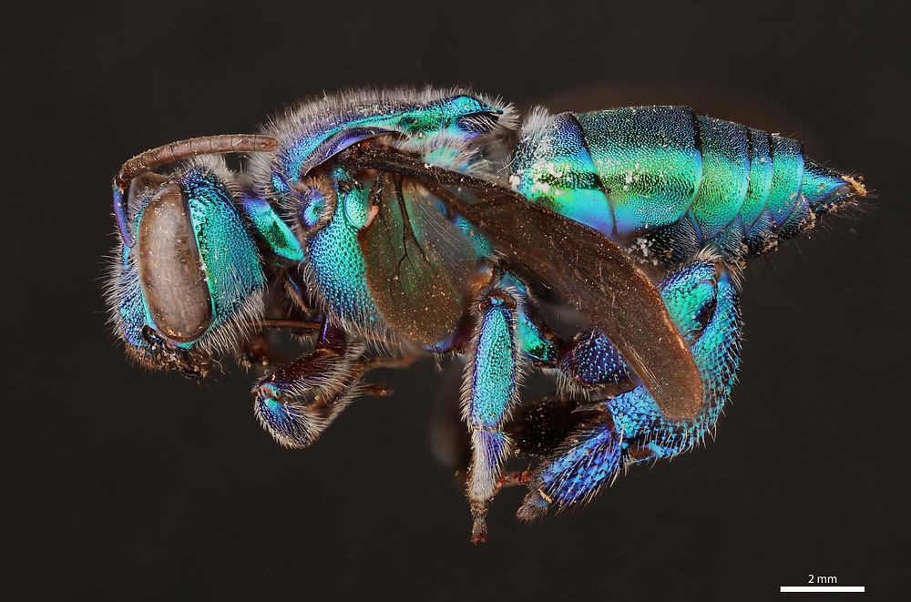 Orchid bee (Apidae, Exaerete dentata (Linnaeus))Trinidad, SimlaIn station buildingL.E. Gilbert coll.