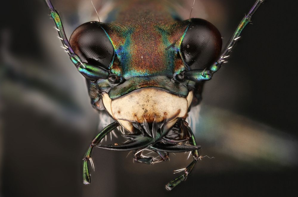 Flashy Tiger Beetle (Cicindelidia sp.)USA, TX, Bastrop Co.: AustinStengl Lost Pines Biological Stationcoll. A. Roberts.