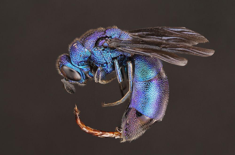Cuckoo wasp. Original public domain image from Flickr