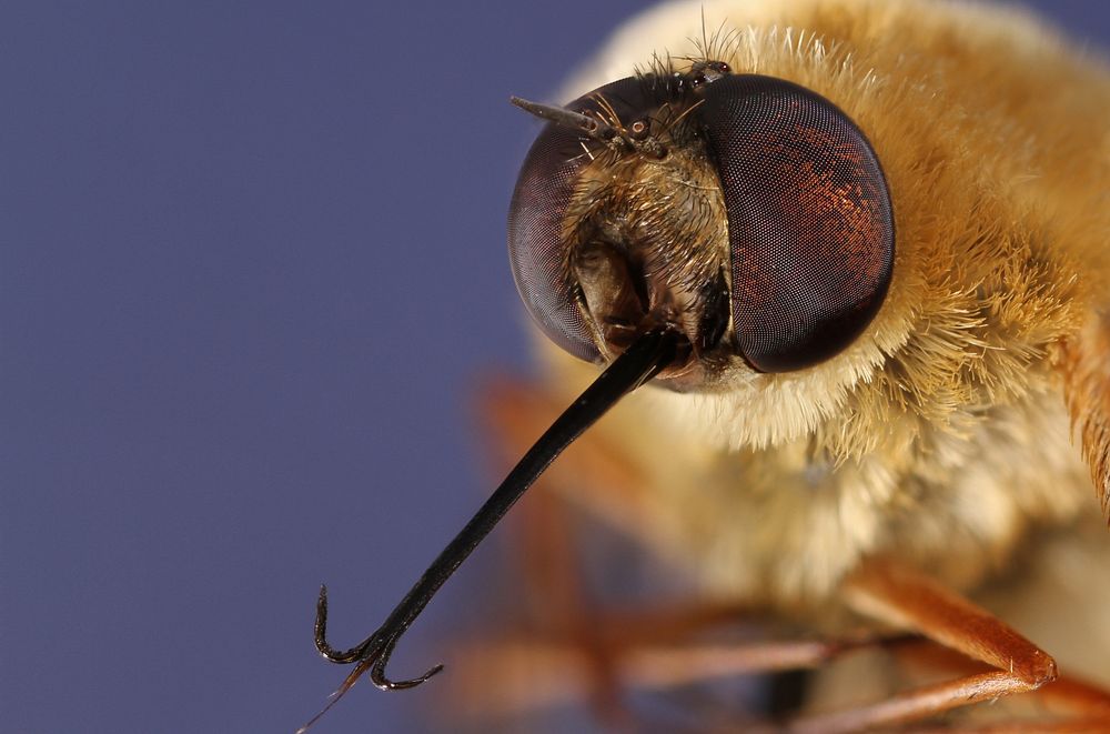 Bee Fly (Bombyliidae)Stengl Lost Pines Biological StationA. RobertsPublic domain image by Alexis RobertsProduced as part of…
