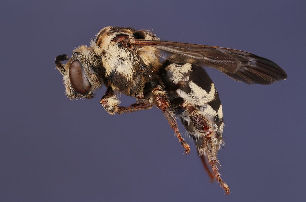 Cuckoo bee (Xeromelecta sp.)Enchanted Rock State Natural AreaA. Roberts & S. Schaefer.