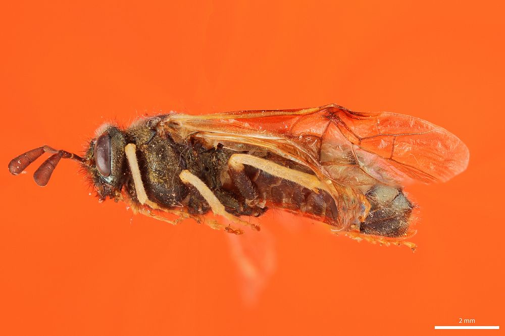 Cimbicid sawfly (Cimbicidae, Abia americana (Cresson))USA, MT, Flathead Co.:Middle Fork, Flathead RiverEssex bridge, SH C.R.…