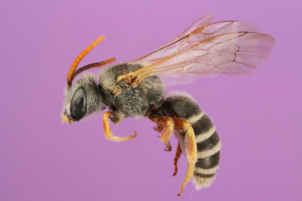 Sweat Bee (Halictus ligatus)TX, Jeff Davis Co.Davis Mountains TNC Res.1800m, J.L.Neff & A. HookPublic domain image by Alexis…