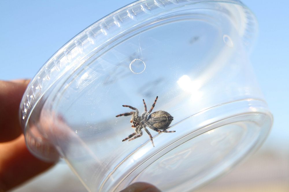 Immature jumping spider (Salticidae, Phidippus sp.)USA, TX, Travis Co.: AustinHornsby Bend Bird ObservatoryOctober 18, 2017.