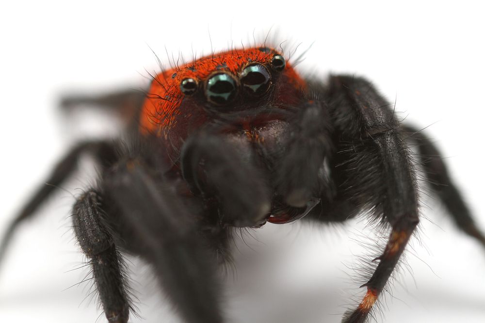 Jumping spider (Salticidae, Phidippus apacheanus (Chamberlin & Gertsch))USA, TX, Travis Co.: AustinHornsby Bend Bird…