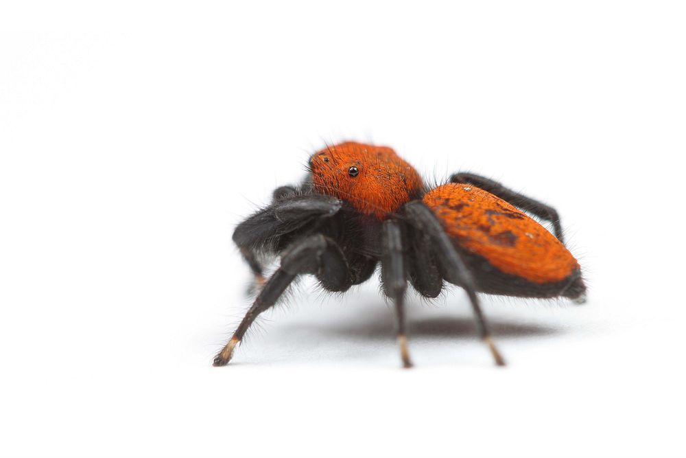 Jumping spider (Salticidae, Phidippus apacheanus (Chamberlin & Gertsch))USA, TX, Travis Co.: AustinHornsby Bend Bird…