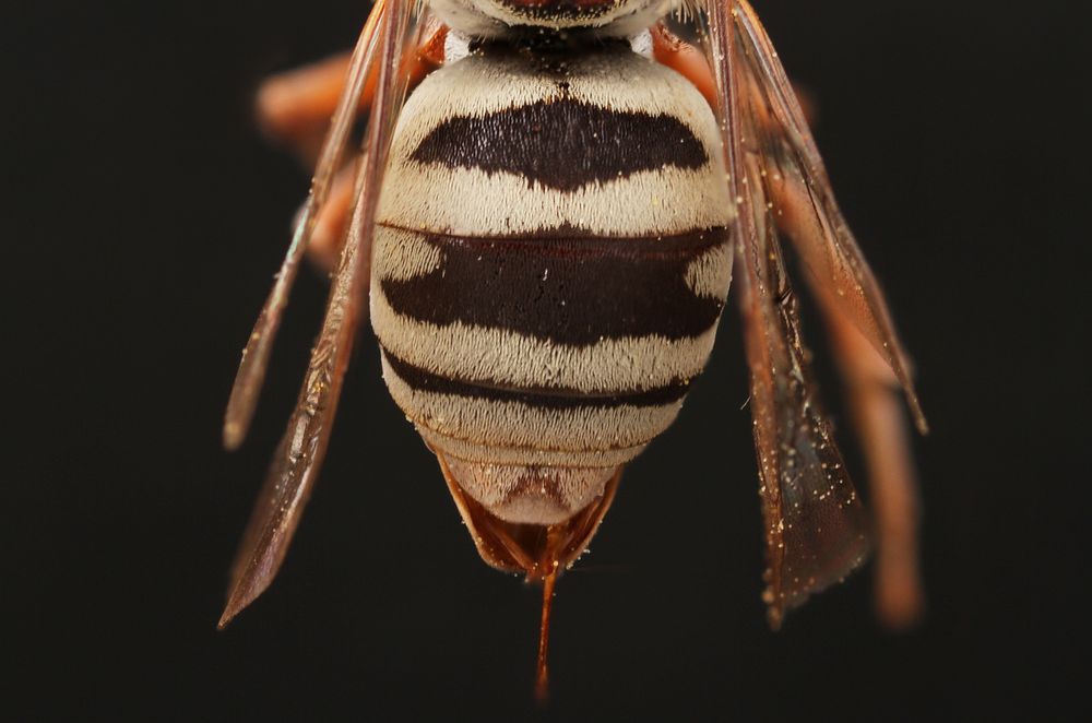 Cuckoo Bee (Epeolus australis)TX:Bastrop Co.Camp Swift (Sandy Rd.)J.L.Neff.