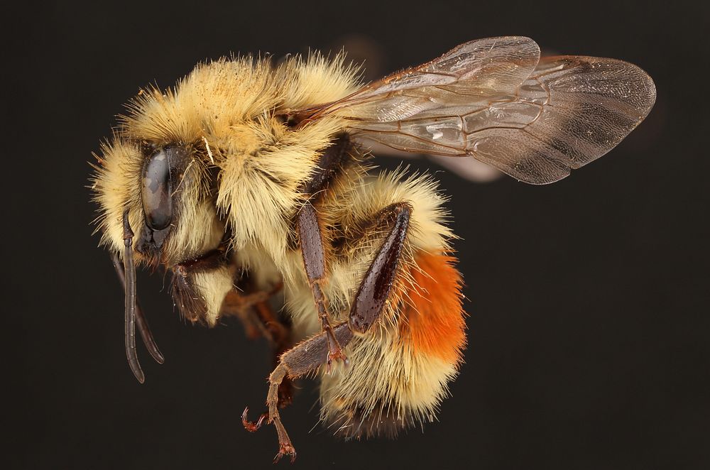 Hunt's bumblebee (Bombus huntii)Canada, AlbertaHorseshoe Canyon20mi. W. DrumhellerColl. A.W. HookPublic domain image by…