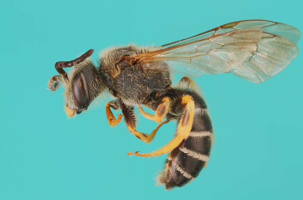 Sweat bee (Halictus rubicundus)USA, New Jersey, Monmouth Co.Fair Havencoll. A.W.HookPublic domain image by Alexis…