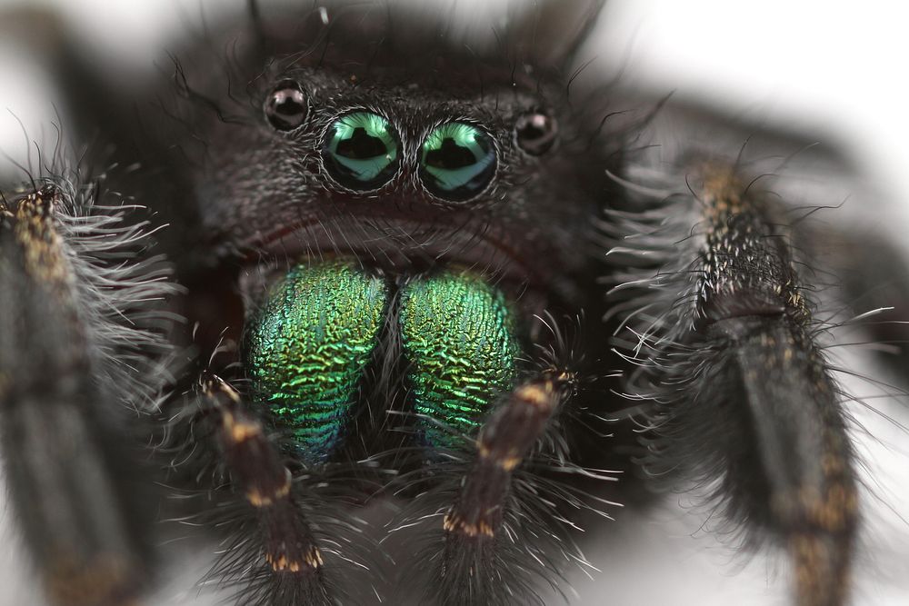 Bold jumping spider (Salticidae, Phidippus audax (Hentz))USA, TX, Travis Co.: AustinHornsby Bend Bird ObservatoryA. Roberts…