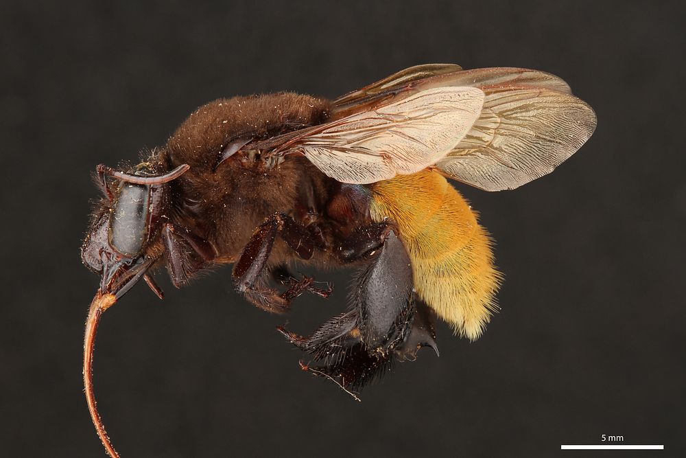 Orchid bee (Apidae, Eulaema polychroma (Mocs&aacute;ry))Orchid bee (Apidae, Eulaema polychroma (Mocs&aacute;ry))CR, Heredia…