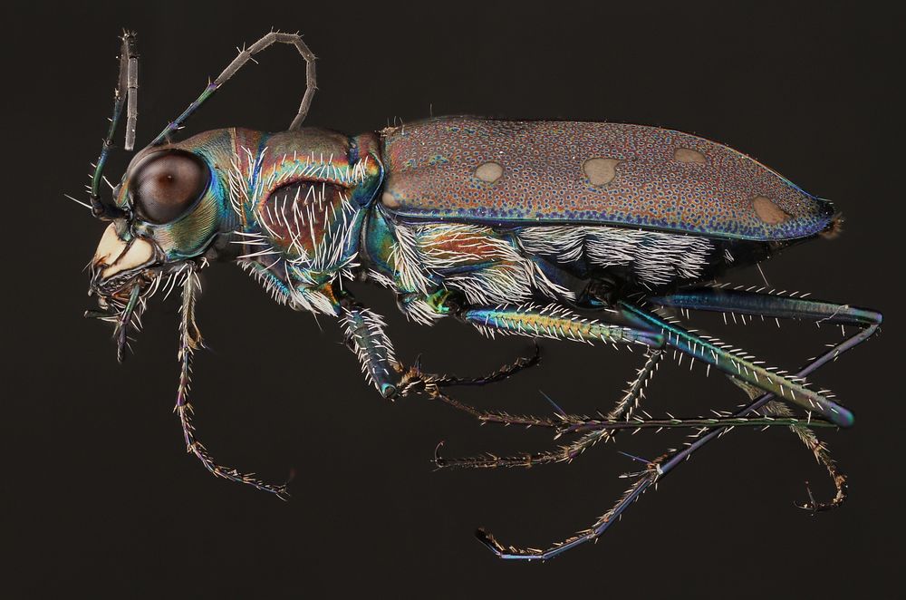 Flashy Tiger Beetle (Cicindelidia sp.)USA, TX, Bastrop Co.: AustinStengl Lost Pines Biological Stationcoll. A. Roberts.