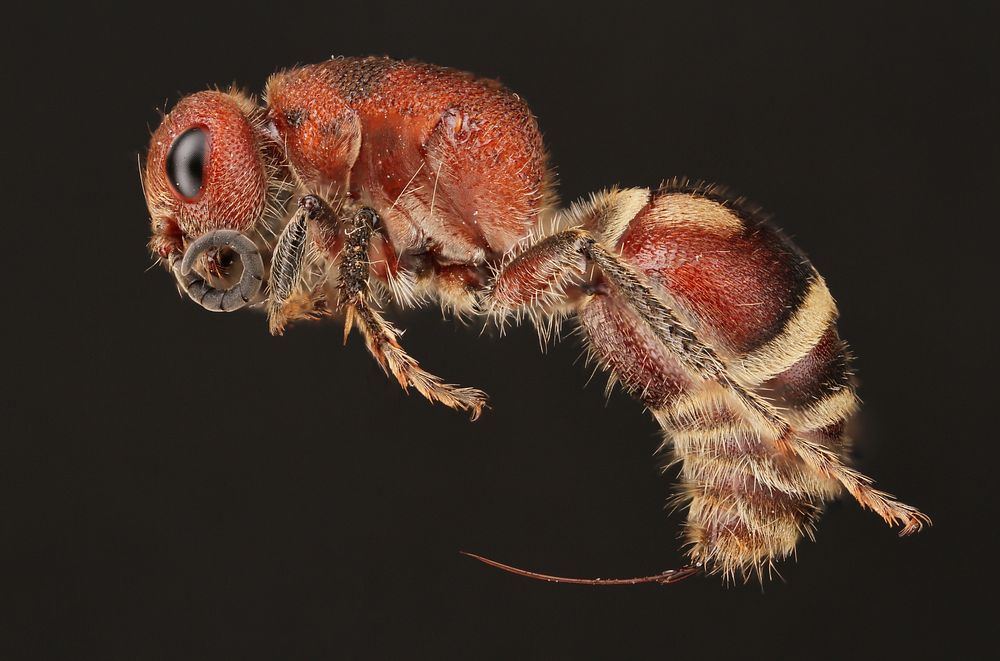 Female velvet ant (Mutillidae)USA, TX, Bastrop Co. Stengl. Lost Pines Biological StationColl. by A. Roberts.