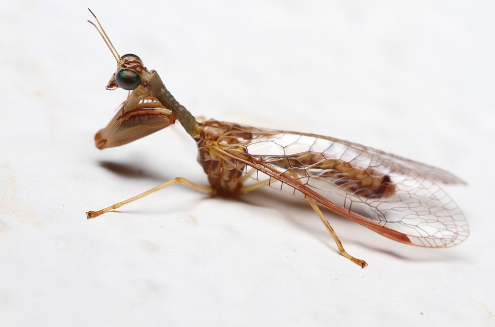 Mantidfly (Mantispidae, Dicromantispa sayi (Banks))USA, TX, Jeff Davis Co.: Fort DavisDavis Mountains State Park 