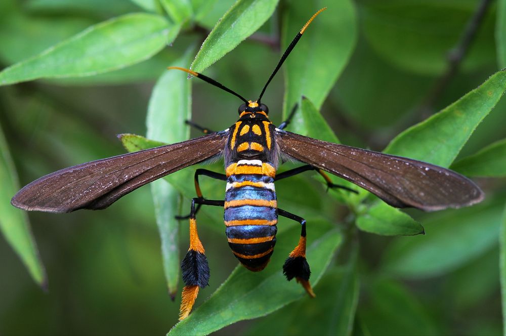 Texas Wasp Moth (Erebidae, Horama panthalon (Fabricius))USA, TX, Hidalgo Co.: MissionNational Butterfly CenterNovember 18…