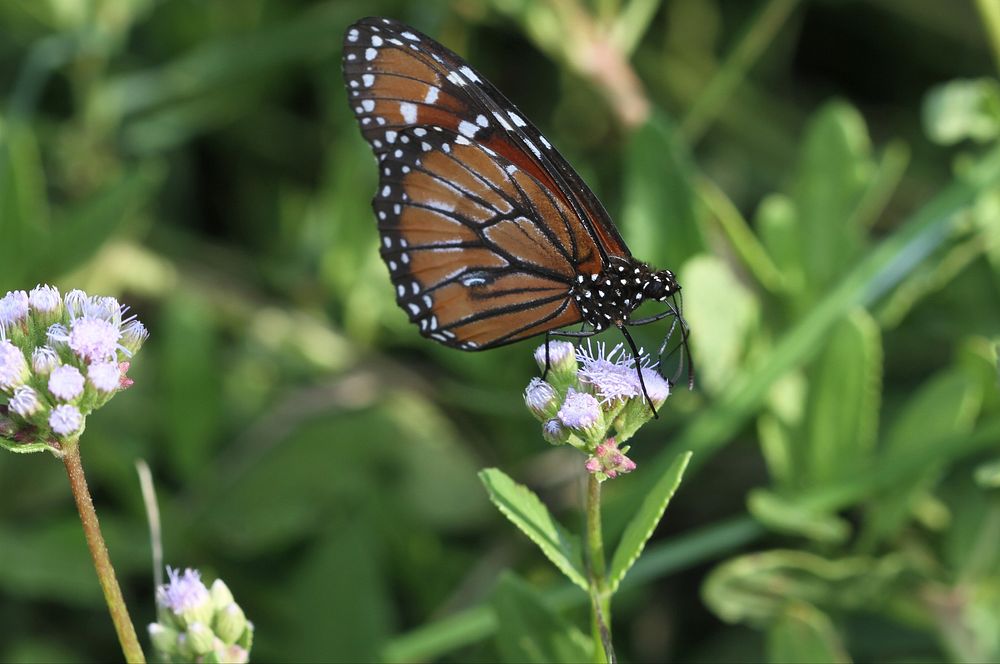 Soldier (Nymphalidae, Danaus eresimus (Cramer))USA, TX, Hidalgo Co.: MissionNational Butterfly CenterNovember 18, 2017.
