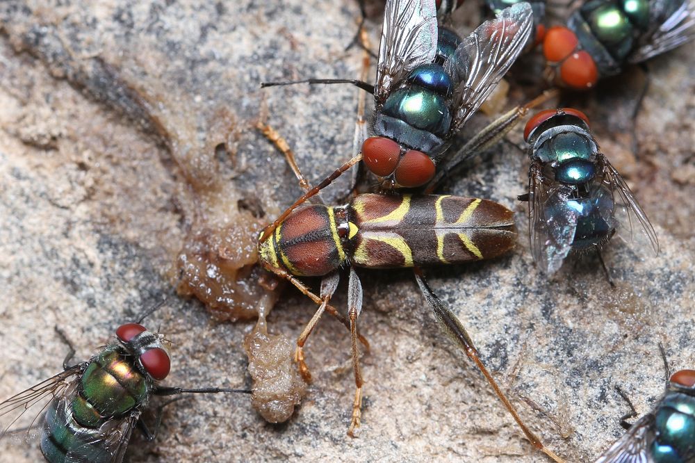 Longhorn beetle (Cerambycidae, Neoclytus mucronatus) visiting banana-beer feeder, with flies.USA, TX, Hidalgo Co.:…