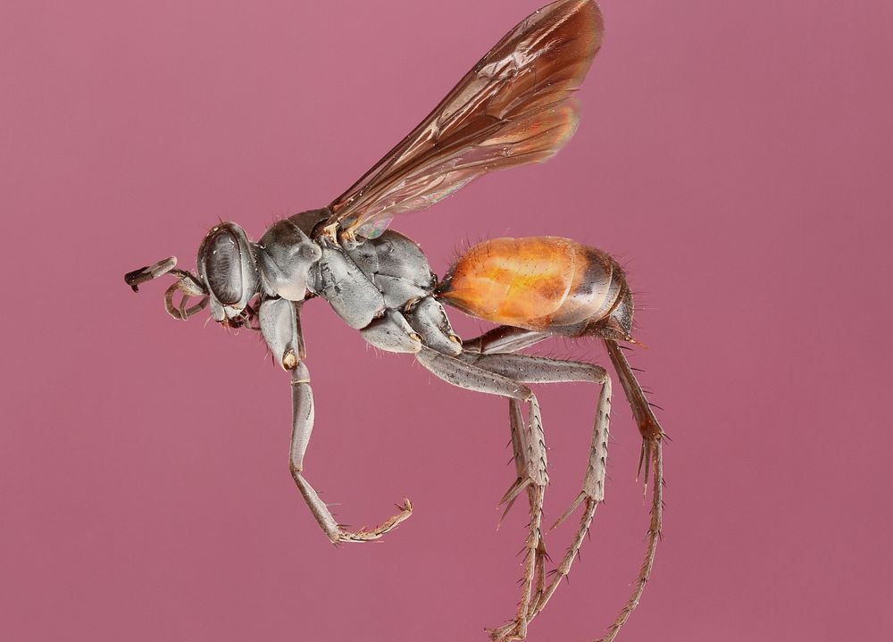 Anoplius semirufusSpider Wasp (Pompilidae, Anoplius semirufus)USA, TX, Blanco Co.Pedernales Falls State ParkA. Hook and J.…