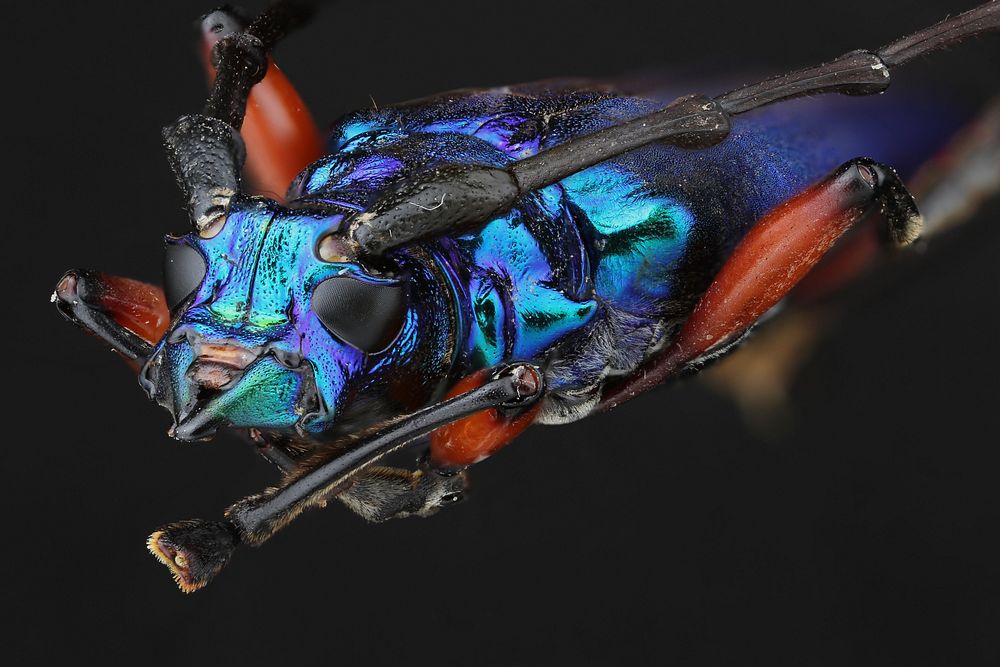 Bumelia Borer (Cerambycidae, Plinthocoelium sauveolens)USA, Texas, San Patricio Co.: SintonWelder Wildlife Foundation  coll.…