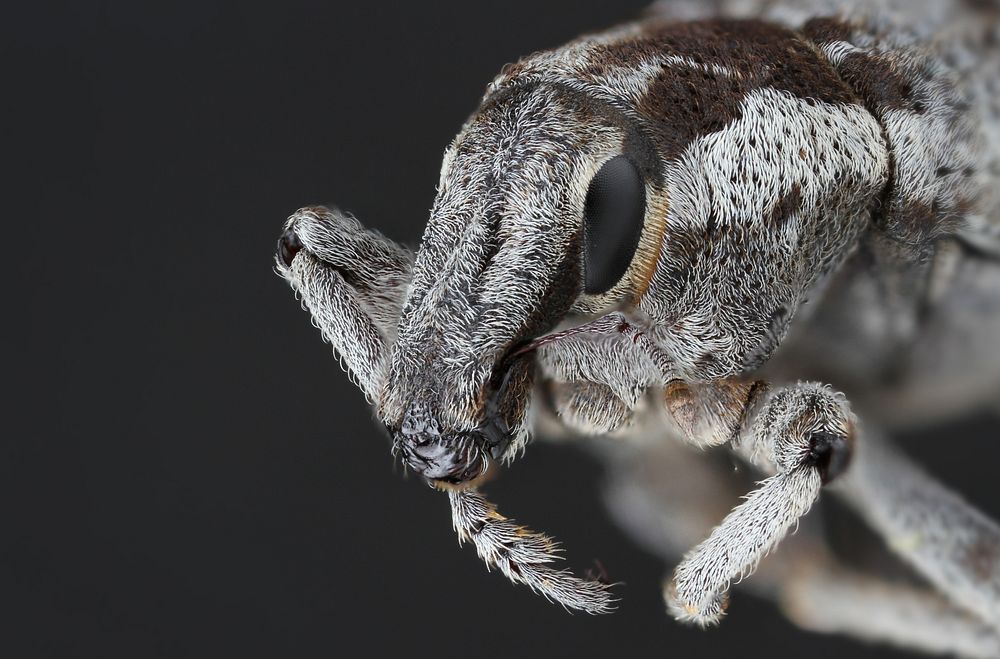 Weevil of EthiopiaPublic domain image by Alexis RobertsProduced as part of the “Insects Unlocked” projectThe University of…