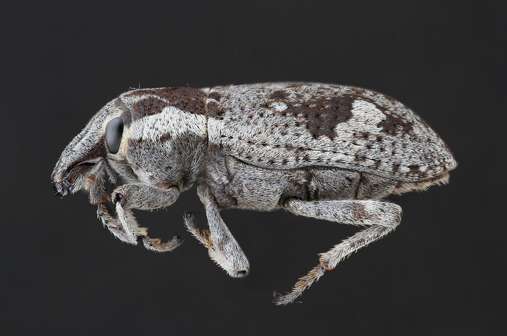 Weevil of EthiopiaPublic domain image by Alexis RobertsProduced as part of the &ldquo;Insects Unlocked&rdquo; projectThe…