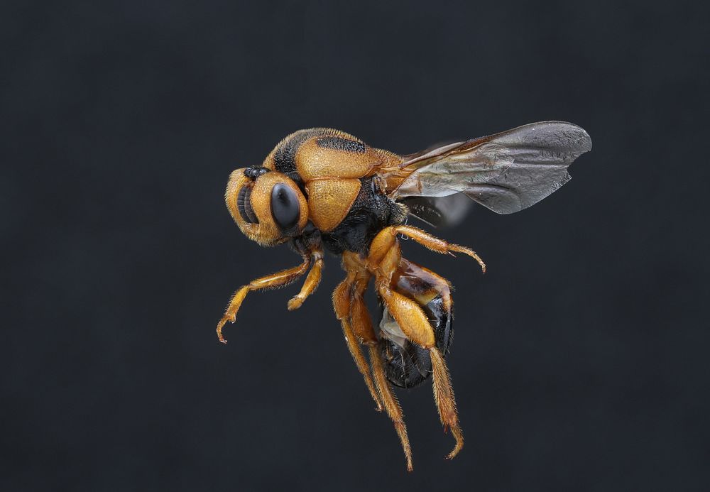Chalcid wasp (Chalcidoidea)Moo 2, Nong Pa Khrang, Chiang Mai, Thailand,July 2017, coll. J. N. Schlauch.