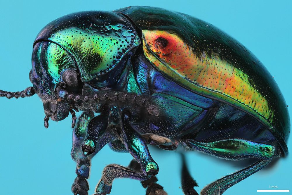 Dogbane Beetle (Chrysomelidae, Chrysochus auratus (Fabricius))USA, NJ, Monmouth Co.Fair Haven Fields J.C. Abbott coll.