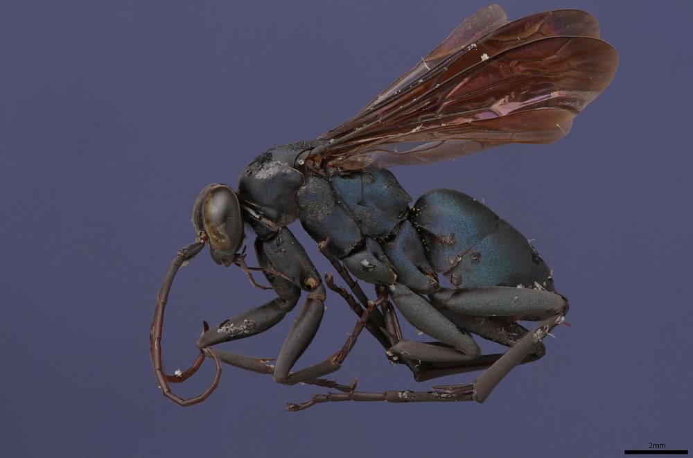 Spider wasp female (Pompilidae, Allochares azureus) USA, TX, Travis Co.: Austin Brackenridge Field Laboratory coll. A. W.…
