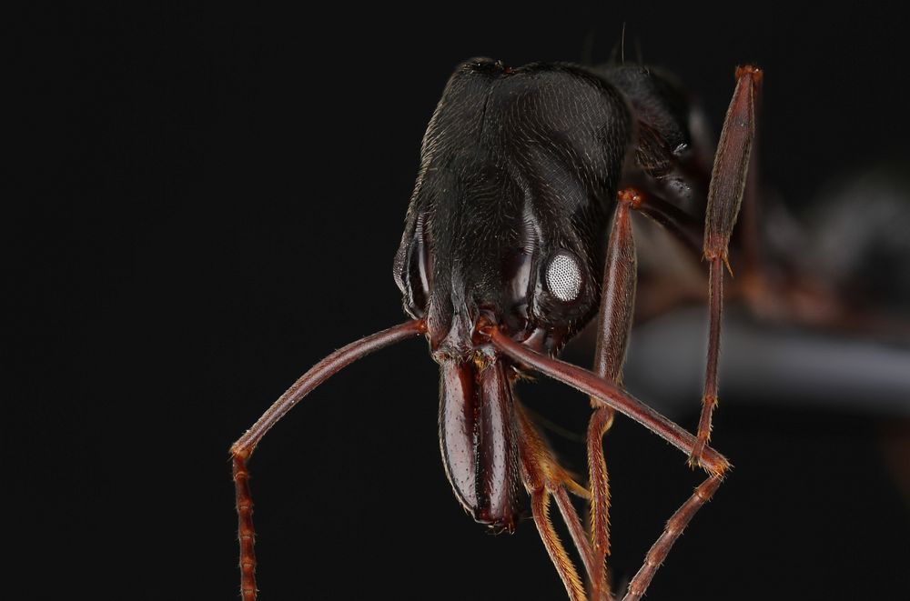 Trap-Jaw Ant (Odontomachus)North Gondar, Shinfa, EthiopiaColl. A. Roberts.