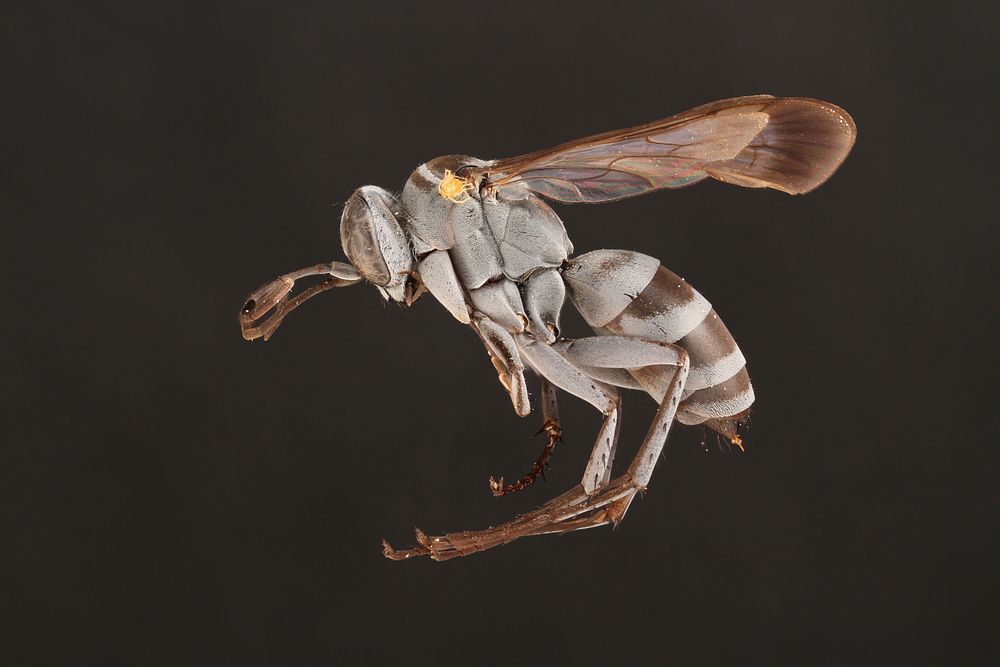 Aporinellus medianusSpider Wasp (Pompilidae, Aporinellus medianus)USA, TX, Hidalgo Co.Bentsen Rio Grande State Park A. W.…